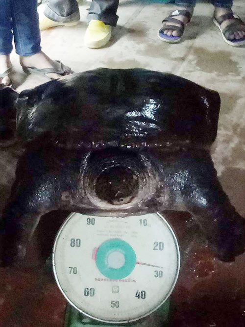 Bắt[-]được[-]cặp[-]ba[-]ba[-]"khủng"[-]nặng[-]50kg[-]trên[-]sông[-]Đuống